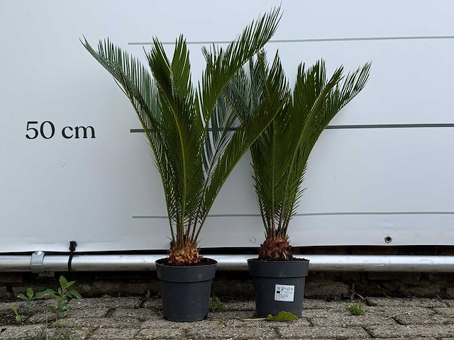 2x vredespalm - cycas revoluta - hoogte ca. 70 cm - afbeelding 1 van  4