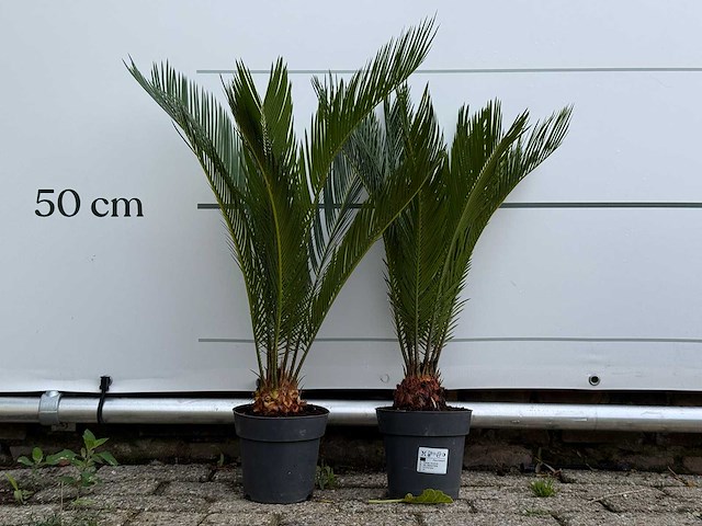 2x vredespalm - cycas revoluta - hoogte ca. 70 cm - afbeelding 2 van  4
