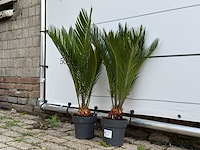 2x vredespalm - cycas revoluta - hoogte ca. 70 cm - afbeelding 3 van  4