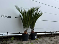 2x vredespalm - cycas revoluta - hoogte ca. 70 cm - afbeelding 4 van  4