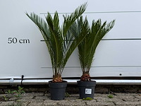 2x vredespalm - cycas revoluta - hoogte ca. 70 cm - afbeelding 1 van  4