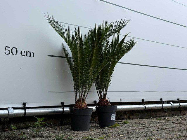 2x vredespalm - cycas revoluta - hoogte ca. 70 cm - afbeelding 4 van  4