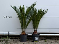 2x vredespalm - cycas revoluta - hoogte ca. 70 cm - afbeelding 2 van  4