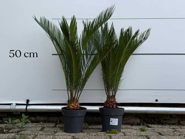 2x vredespalm - cycas revoluta - hoogte ca. 70 cm - afbeelding 2 van  4