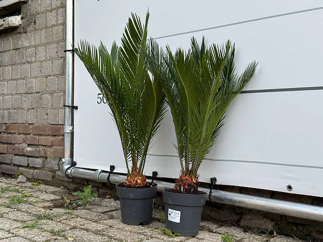 2x vredespalm - cycas revoluta - hoogte ca. 70 cm - afbeelding 3 van  4