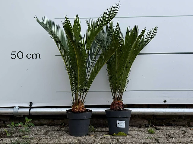 2x vredespalm - cycas revoluta - hoogte ca. 70 cm - afbeelding 1 van  4