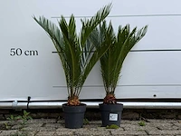 2x vredespalm - cycas revoluta - hoogte ca. 70 cm