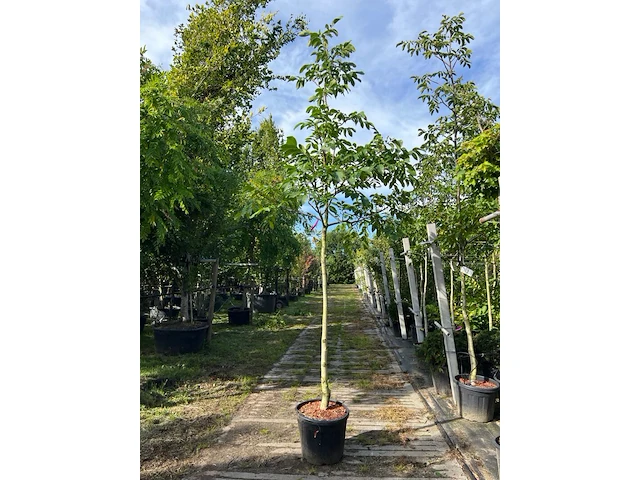 2x walnotenboom, juglans 'chandler', vruchtboom, vruchtdragend, ca. 3.5 m hoog - afbeelding 1 van  3