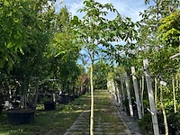 2x walnotenboom, juglans 'chandler', vruchtboom, vruchtdragend, ca. 3.5 m hoog