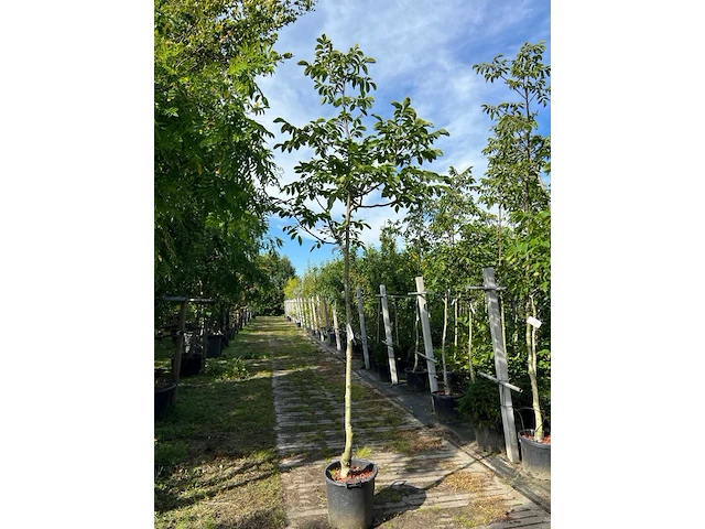 2x walnotenboom, juglans 'chandler', vruchtboom, vruchtdragend, ca. 3.5 m hoog - afbeelding 2 van  3