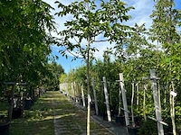 2x walnotenboom, juglans 'chandler', vruchtboom, vruchtdragend, ca. 3.5 m hoog - afbeelding 2 van  3