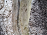 2x waterornament natuursteen - afbeelding 9 van  12