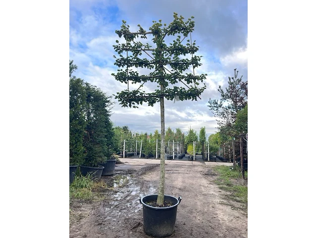 2x winterlinde, tilia cordata, leiboom, ca. 200 cm stamhoogte - afbeelding 1 van  2