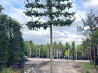 2x winterlinde, tilia cordata, leiboom, ca. 200 cm stamhoogte