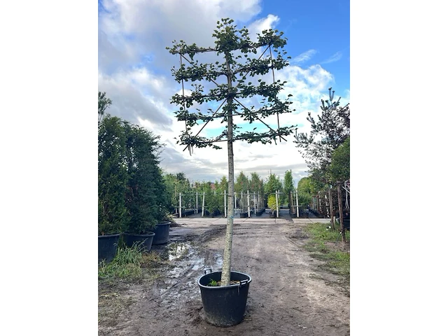 2x winterlinde, tilia cordata, leiboom, ca. 200 cm stamhoogte - afbeelding 2 van  2