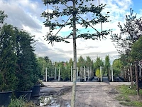 2x winterlinde, tilia cordata, leiboom, ca. 200 cm stamhoogte - afbeelding 2 van  2