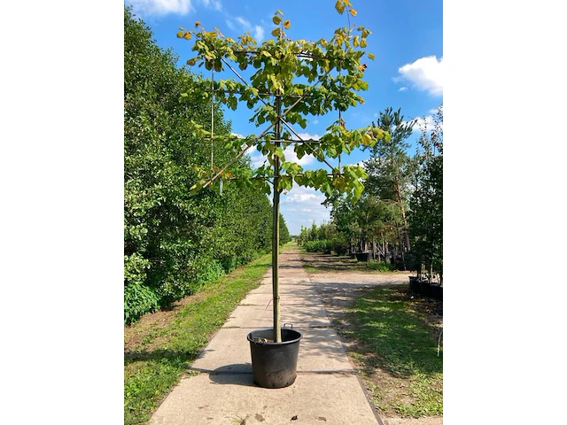 2x winterlinde, tilia 'greenspire', leiboom, ca. 180 cm stamhoogte - afbeelding 1 van  2