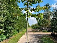 2x winterlinde, tilia 'greenspire', leiboom, ca. 180 cm stamhoogte