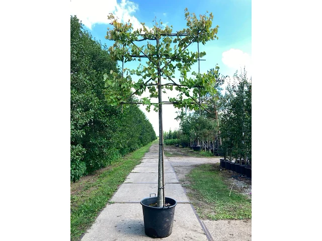 2x winterlinde, tilia 'greenspire', leiboom, ca. 180 cm stamhoogte - afbeelding 2 van  2