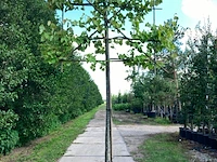 2x winterlinde, tilia 'greenspire', leiboom, ca. 180 cm stamhoogte - afbeelding 2 van  2