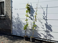 2x witte druivenplant - vitis vinifera - hoogte ca. 150 cm - afbeelding 2 van  3