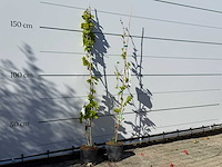 2x witte druivenplant - vitis vinifera - hoogte ca. 150 cm - afbeelding 3 van  3