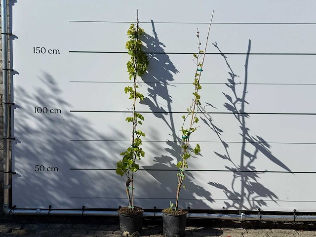 2x witte druivenplant - vitis vinifera - hoogte ca. 150 cm - afbeelding 1 van  2