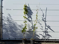 2x witte druivenplant - vitis vinifera - hoogte ca. 150 cm - afbeelding 1 van  2