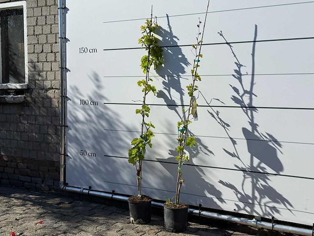 2x witte druivenplant - vitis vinifera - hoogte ca. 150 cm - afbeelding 2 van  3