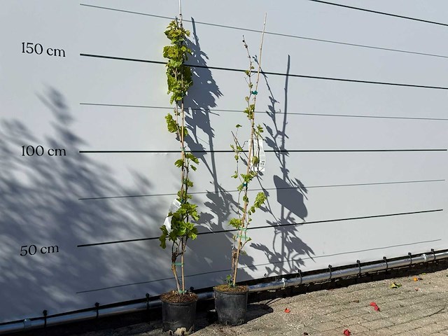 2x witte druivenplant - vitis vinifera - hoogte ca. 150 cm - afbeelding 3 van  3