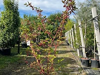2x witte kornoelje, cornus 'sibrica', sierheester, rode takken, ca. 175-200 cm hoog