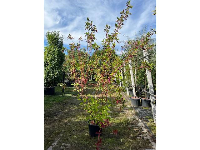 2x witte kornoelje, cornus 'sibrica', sierheester, rode takken, ca. 175-200 cm hoog - afbeelding 2 van  3
