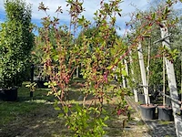 2x witte kornoelje, cornus 'sibrica', sierheester, rode takken, ca. 175-200 cm hoog - afbeelding 2 van  3