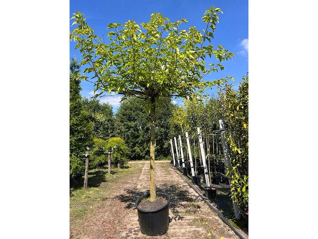 2x witte moerbei, morus 'fruitless', dakboom, ca. 200 cm stamhoogte - afbeelding 1 van  2