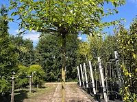 2x witte moerbei, morus 'fruitless', dakboom, ca. 200 cm stamhoogte