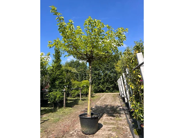 2x witte moerbei, morus 'fruitless', dakboom, ca. 200 cm stamhoogte - afbeelding 2 van  2