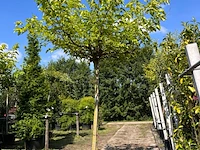 2x witte moerbei, morus 'fruitless', dakboom, ca. 200 cm stamhoogte - afbeelding 2 van  2
