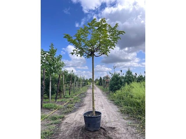 2x witte moerbei, morus 'fruitless', dakvorm, ca. 220 cm stamhoogte - afbeelding 1 van  2