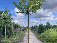 2x witte moerbei, morus 'fruitless', dakvorm, ca. 220 cm stamhoogte