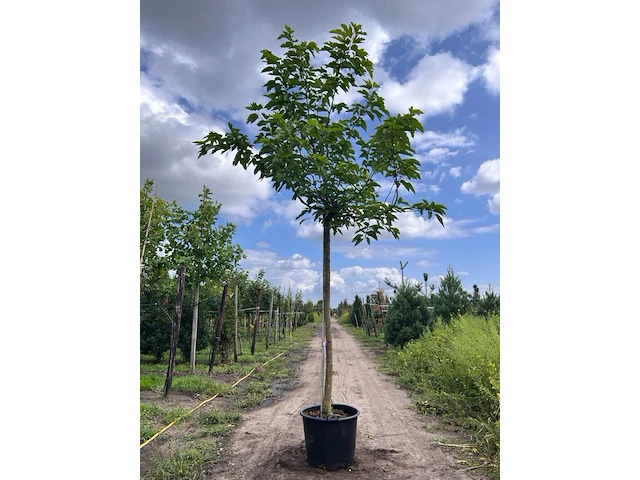 2x witte moerbei, morus 'fruitless', dakvorm, ca. 220 cm stamhoogte - afbeelding 2 van  2