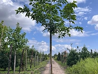 2x witte moerbei, morus 'fruitless', dakvorm, ca. 220 cm stamhoogte - afbeelding 2 van  2