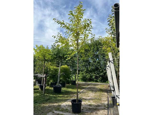 2x witte moerbei, morus 'fruitless', hoogstam, ca. 3.5-4 m hoog - afbeelding 1 van  2