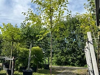 2x witte moerbei, morus 'fruitless', hoogstam, ca. 3.5-4 m hoog
