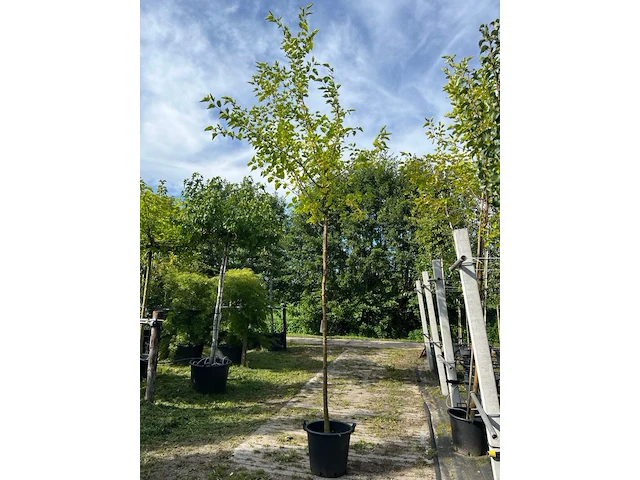 2x witte moerbei, morus 'fruitless', hoogstam, ca. 3.5-4 m hoog - afbeelding 2 van  2