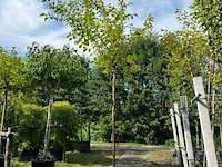 2x witte moerbei, morus 'fruitless', hoogstam, ca. 3.5-4 m hoog - afbeelding 2 van  2