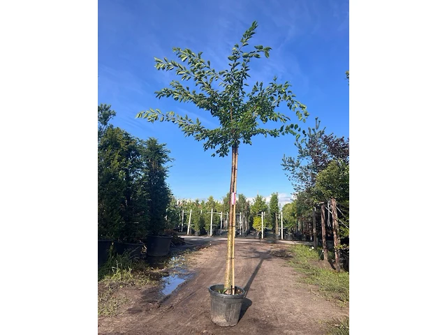 2x yoshinokers, prunus yedoensis, bloesemboom, witte bloesem, ca. 220cm stamhoogte - afbeelding 1 van  2