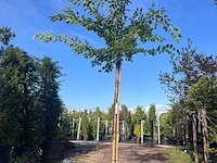 2x yoshinokers, prunus yedoensis, bloesemboom, witte bloesem, ca. 220cm stamhoogte - afbeelding 1 van  2