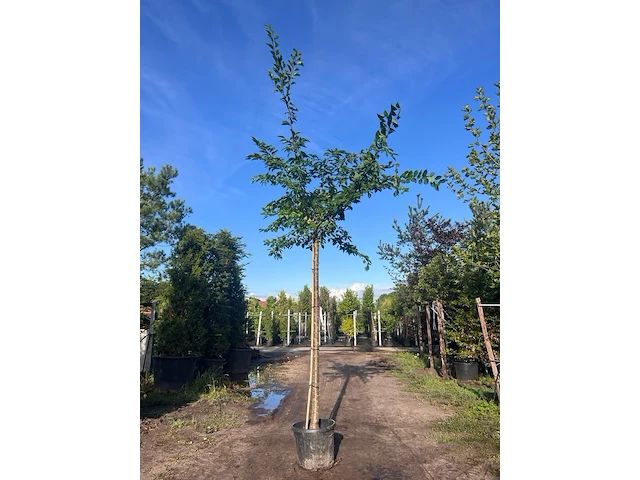 2x yoshinokers, prunus yedoensis, bloesemboom, witte bloesem, ca. 220cm stamhoogte - afbeelding 2 van  2