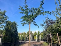 2x yoshinokers, prunus yedoensis, bloesemboom, witte bloesem, ca. 220cm stamhoogte - afbeelding 2 van  2