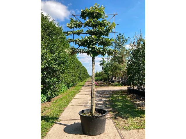 2x zilverlinde, tilia 'brabant', leiboom, ca. 200 cm stamhoogte - afbeelding 1 van  2